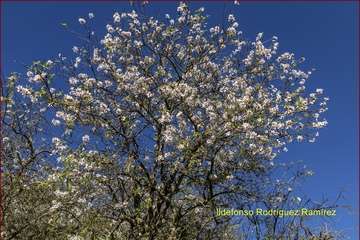 Manto de tonos blancos y rosas en Gran Canaria (Reportaje gráfico de Ildefonso Rodríguez)